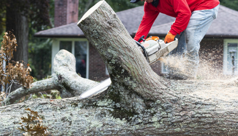 tree removal cost