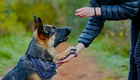 Pet training classes